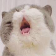 胖圆的奶黄包的个人资料头像