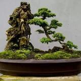 实时广角头像