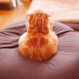 彭小布是只猫头像