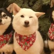 伦伦布的个人资料头像