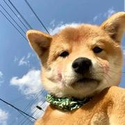 205的个人资料头像