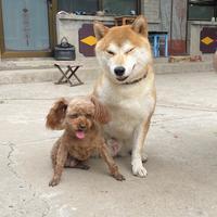劳恩帝斯头像