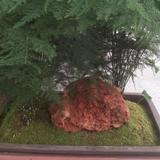 阿娇头像
