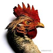 egg_cup的个人资料头像