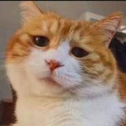 爱睡懒觉的_猫的个人资料头像
