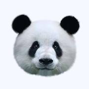 AAA广东熊猫批发的个人资料头像