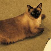 回文数不会文的个人资料头像