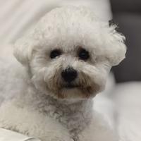 车主直卖哈弗头像