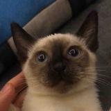 小福福会飞头像