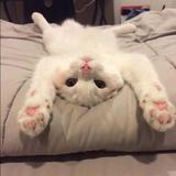 你站那我不打你头像