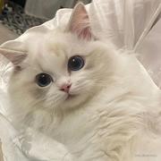 hzhan_reiko的个人资料头像