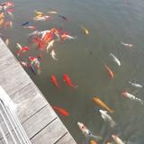 旺仔小小苏820头像