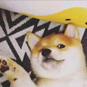 spring307的个人资料头像