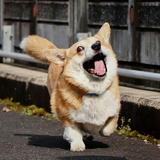 七夕喵头像