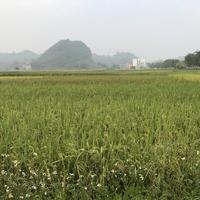 雨过天晴24946头像