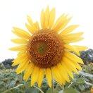 cjsncml的个人资料头像