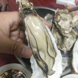 小帅成人大玩具头像
