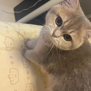 破局师头像