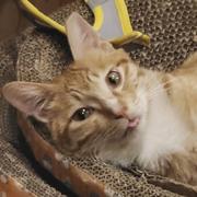 一定要让我的小猫咪子吃顿好的的个人资料头像