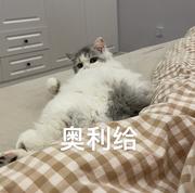 蜻蜓队长Guan的个人资料头像