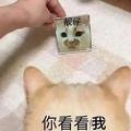靠太帅了头像