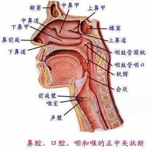 老三炮头像