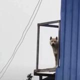 建国奇瑞李欣怡头像