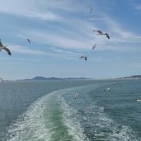 洒脱小羊3G头像