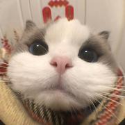 卡古拉酱476的个人资料头像