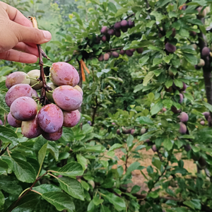 泰安开发区中泰苗圃