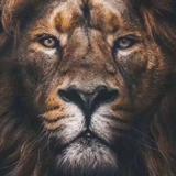 Leo狮子头头像