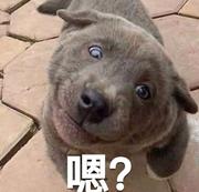 前段小白萌萌萌新的个人资料头像