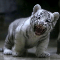 自由落地的鸟头像