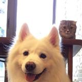 呜哈大牛头像