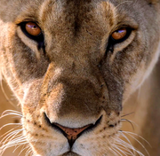 weiyastory的个人资料头像