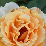 风趣星辰Z9头像