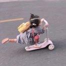 菜鸡小土豆的个人资料头像