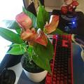 风吹花落泪如雨34头像