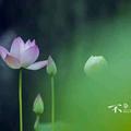 智者156249428头像