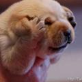 红尘作伴51头像
