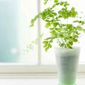 甜美楚恬1头像