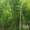 如心168865878头像