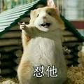 唯爱猪163067699头像