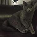 猫大boss头像