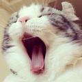 晒太阳De猫头像