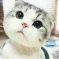 大喵32890744头像