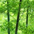 辰息chen头像
