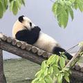 图图43429717头像