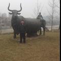 老潼关肉夹馍2头像