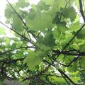 林涛138909815头像